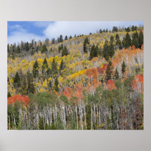 Poster Provo River et peupliers faux-trembles