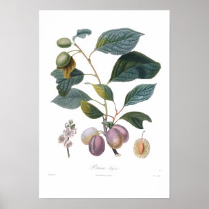 Poster Prune, bifera de pruneau