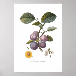 Poster Prune, normand de Perdrigon