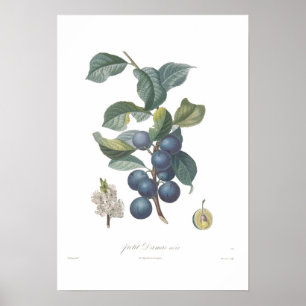 Poster Prune, petit Damascus noir