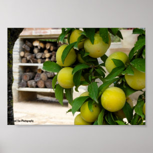Poster Prunes jaunes Bois rustique