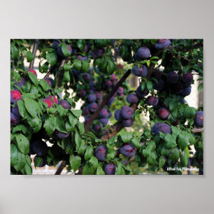 Poster Prunes violettes nichées parmi les feuilles