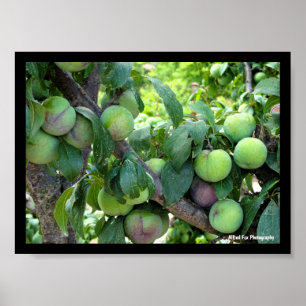 Poster Prunes Violettes Non Mûres