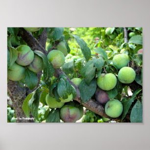 Poster Prunes Violettes Non Mûres