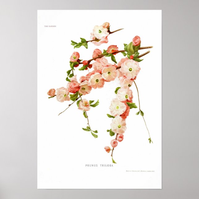 Poster Prunus triloba (amande à fleurs) (Devant)