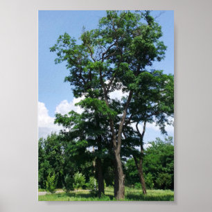 Poster Pseudo acacia robinique solitaire sous le ciel ble