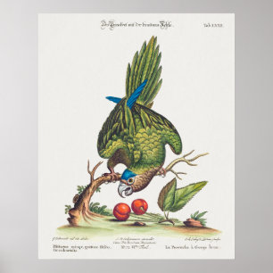 Poster Psittacus minor gutture fusco, occidentalis 1749