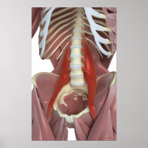 Poster Psoas Major