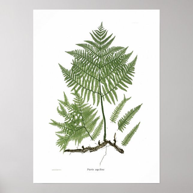 Poster Pteridium aquilinum (Devant)