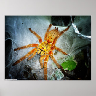 Poster Pterinochilus murinus