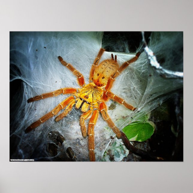 Poster Pterinochilus murinus (Devant)