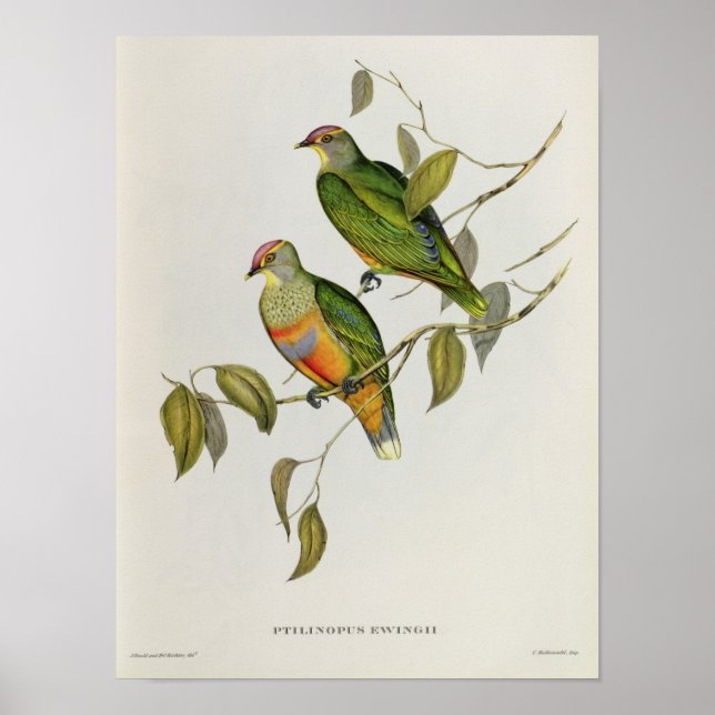 Poster Ptilinopus Ewingii (Devant)