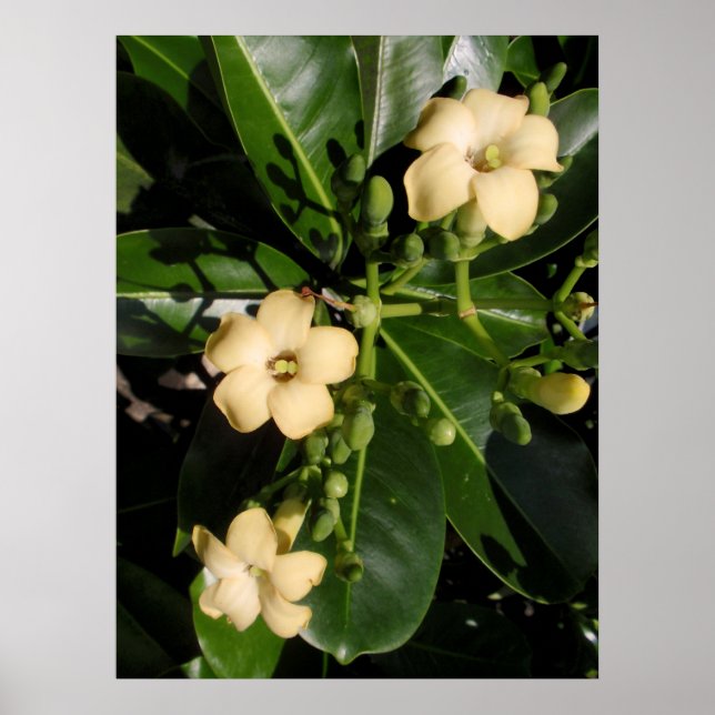 Poster Puakenikeni (Devant)