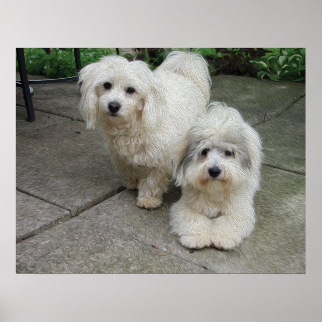 Poster Puces à l'huile (Devant)