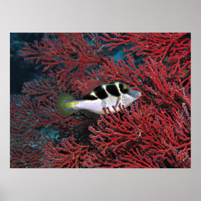 Poster Puffer à Sharpnose dans le corail (Devant)