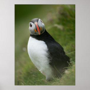 Poster Puffin