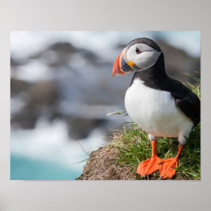 Poster Puffin
