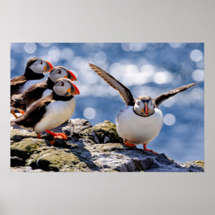 Poster Puffin