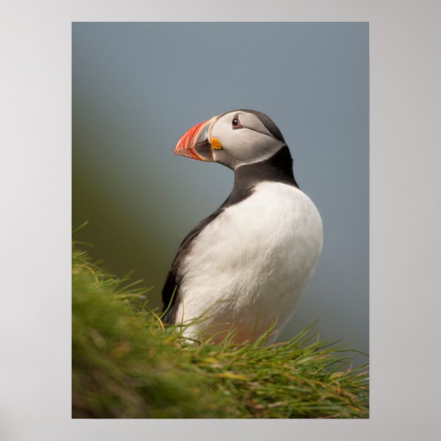 Poster Puffin (Devant)
