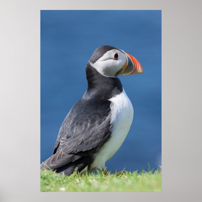 Poster Puffin Atlantique (Fratercula Arctica) Sur Cliff (Devant)