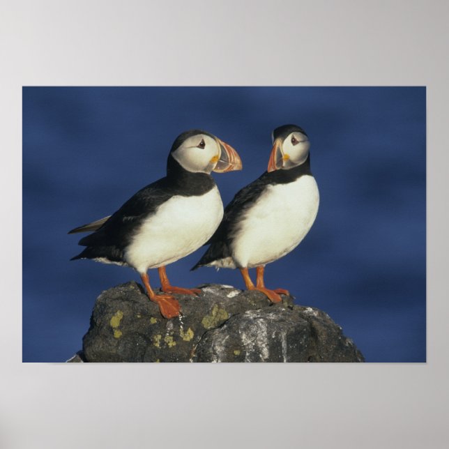 Poster Puffin de l'Atlantique (Devant)
