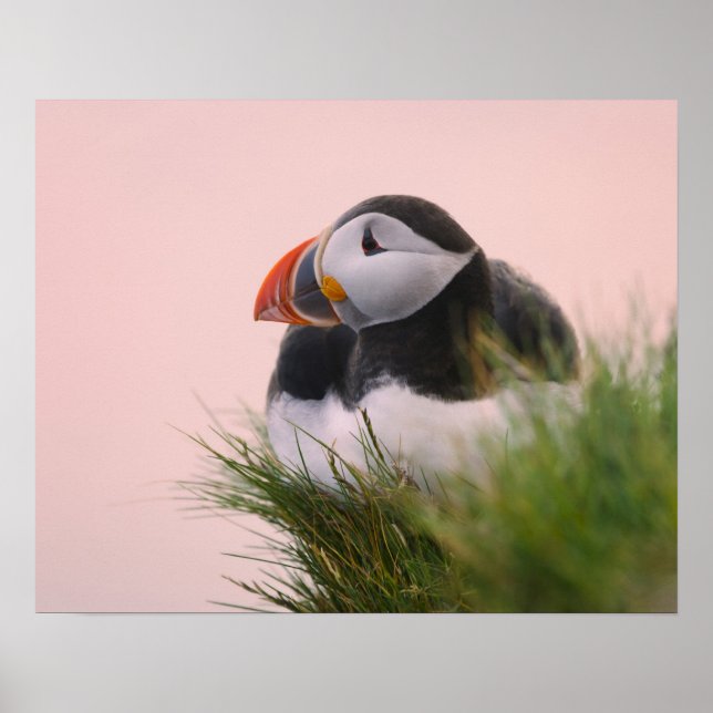 Poster Puffin de l'Atlantique (Fratercula arctica) (Devant)