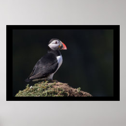 Poster Puffin sur Rock