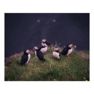 Poster Puffins de l'Atlantique