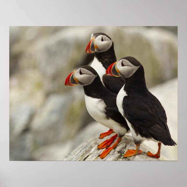 Poster Puffins de l'Atlantique sur l'île aux phoques Mach (Devant)