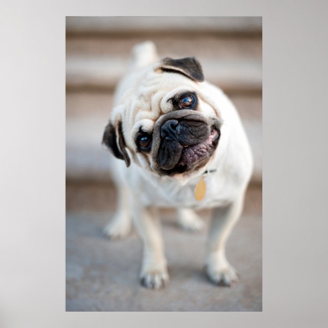 Poster Pug Head Tilt (Devant)