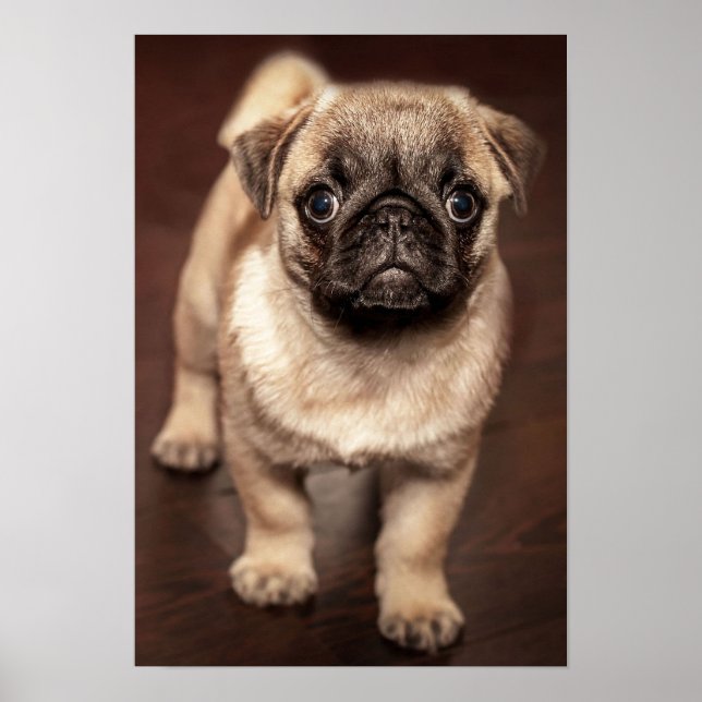 Poster Pug puppy (Devant)
