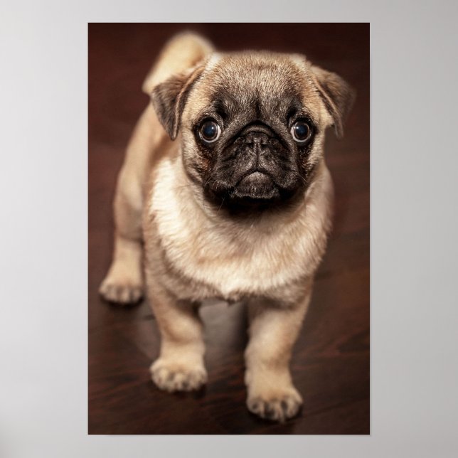 Poster Pug puppy (Devant)