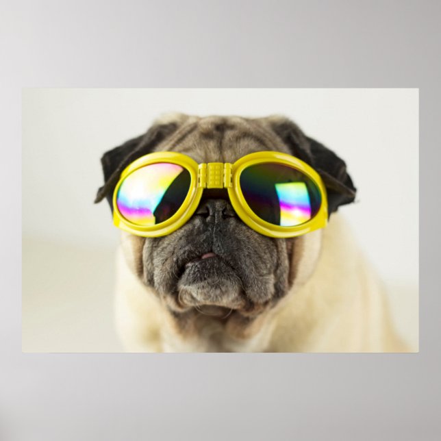 Poster Pug with Goggles (Devant)