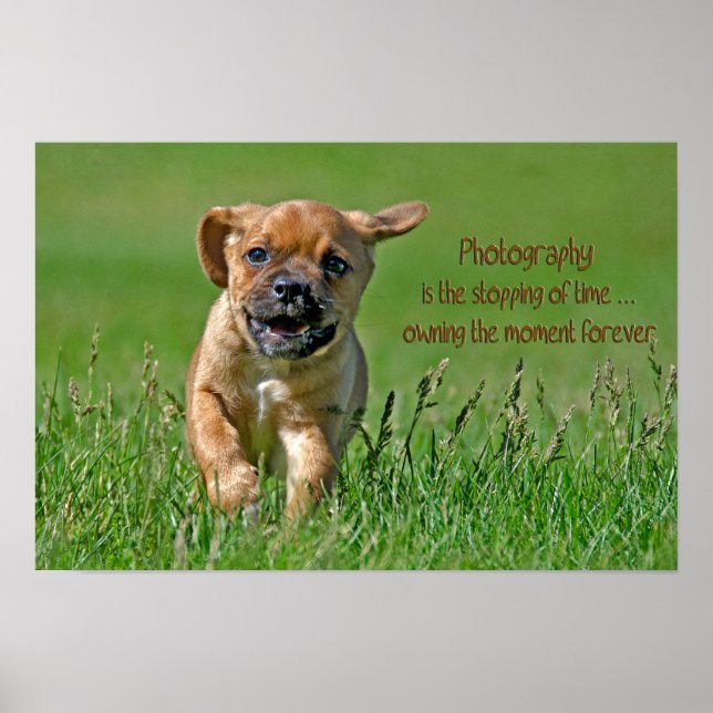 Poster Puggle en fuite (Devant)