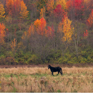 Poster Puissance du cheval