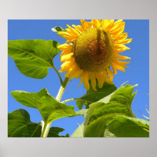Poster Puissance du tournesol