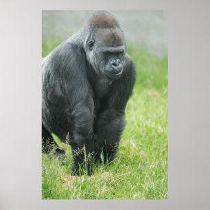 Poster Puissance et puissance d'Ozala