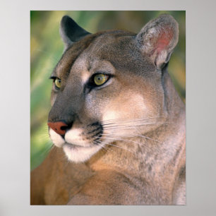 Poster Puma, Californie