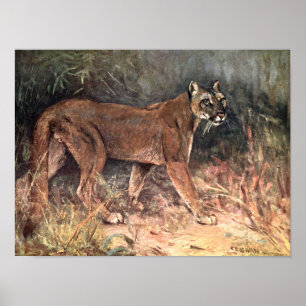 Poster Puma, Couguar ou Lion des montagnes par CE Swan