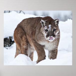 Poster Puma dans la neige