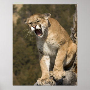Poster Puma ou lion de montagne, puma concolor, En captiv