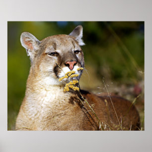 Poster Puma - sentir les fleurs