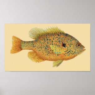 Poster Pumpkinseed poisson soleil sur couleur Arrière - p