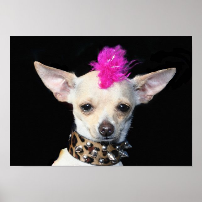 Poster Punk Chihuahua (Devant)
