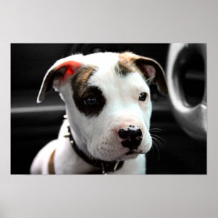 Poster Puppy Pit Bull T-Bone