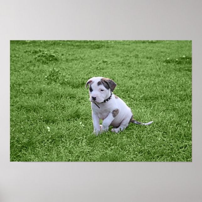 Poster Puppy Pit Bull T-Bone (Devant)