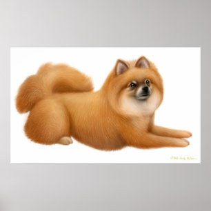 Poster Puppy Pomeranian