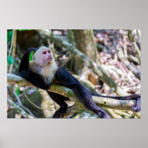 Poster Pura vida pour le singe capucin à tête blanche