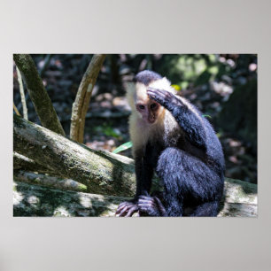 Poster Pura vida pour singe capucin à visage blanc
