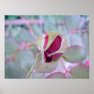 Poster Pure Elegance